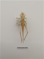 藏品(直翅目(2))的圖片